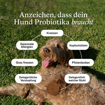 Probiotische Kau-Snacks für Hunde